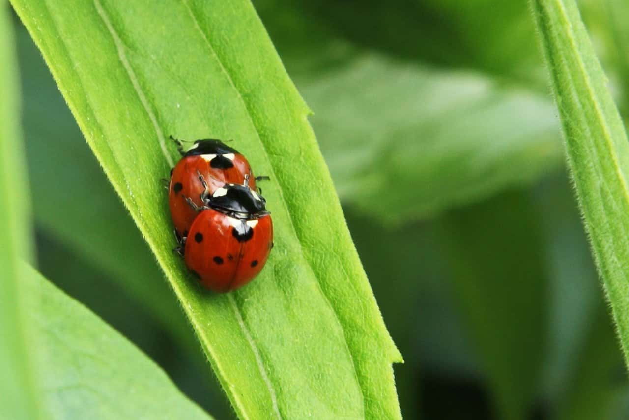 langweiliger Sex kann auch zu weniger Sex führen